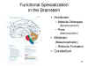 Functional Specialization in the Brainstem