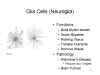 Glia Cells (Neuroglia)