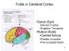 Folds
                in Cerebral Cortex