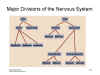 Major
                Divisions of the Nervous System