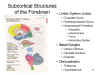 Subcortical Structures of the Forebrain