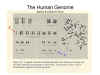 The
              Human Genome
