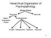 Hierarchical Organization of Psychopathology