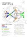 Visual System: Visual Pathways