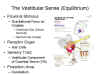 the
                Vestibular Sense (Equilibrium)