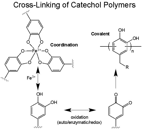 4 crosslinking of catechol polymers