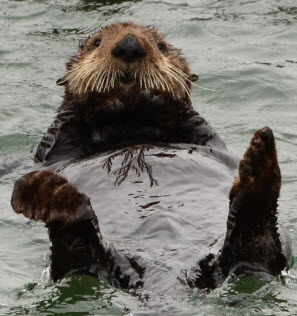 California Sea Otter