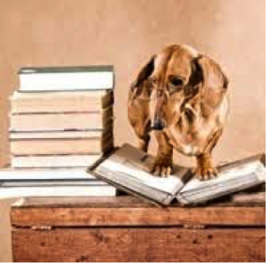 Charming miniature dachshund   wearing wire-rim glasses stands atop one book beside a pile of books equal to its height