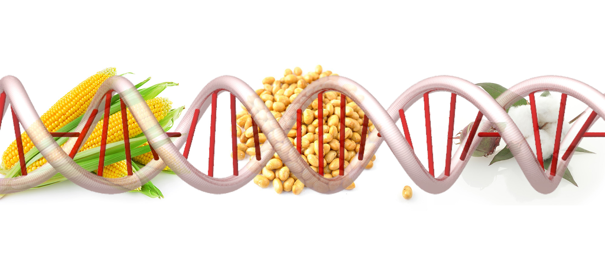 Гены пыльцы. ГМО генная инженерия. ГМО И трансгенные организмы. Генномодифицированные продукты. Генетически модифицированные организмы.