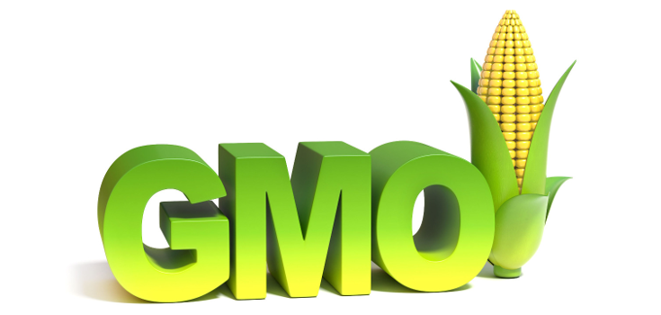 GMOs: How Bad Are They?